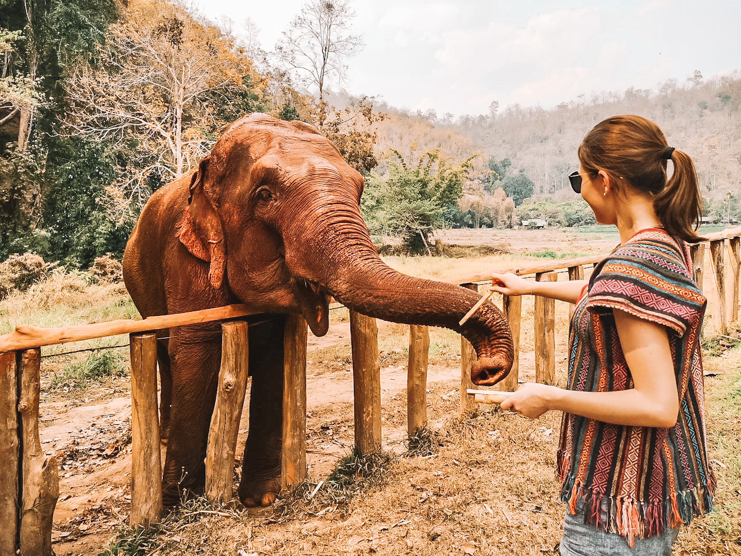 Ein Tag mit 3 Elefanten Damen – ein Erlebnis, dass Zoobesuche langweilige werden lässt