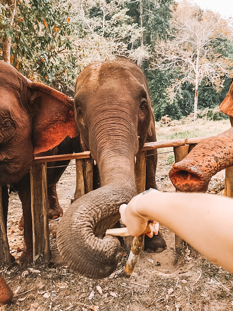 20200220-chiang-mai-thailand-elephant-nature-park-greedy-elephants (1)