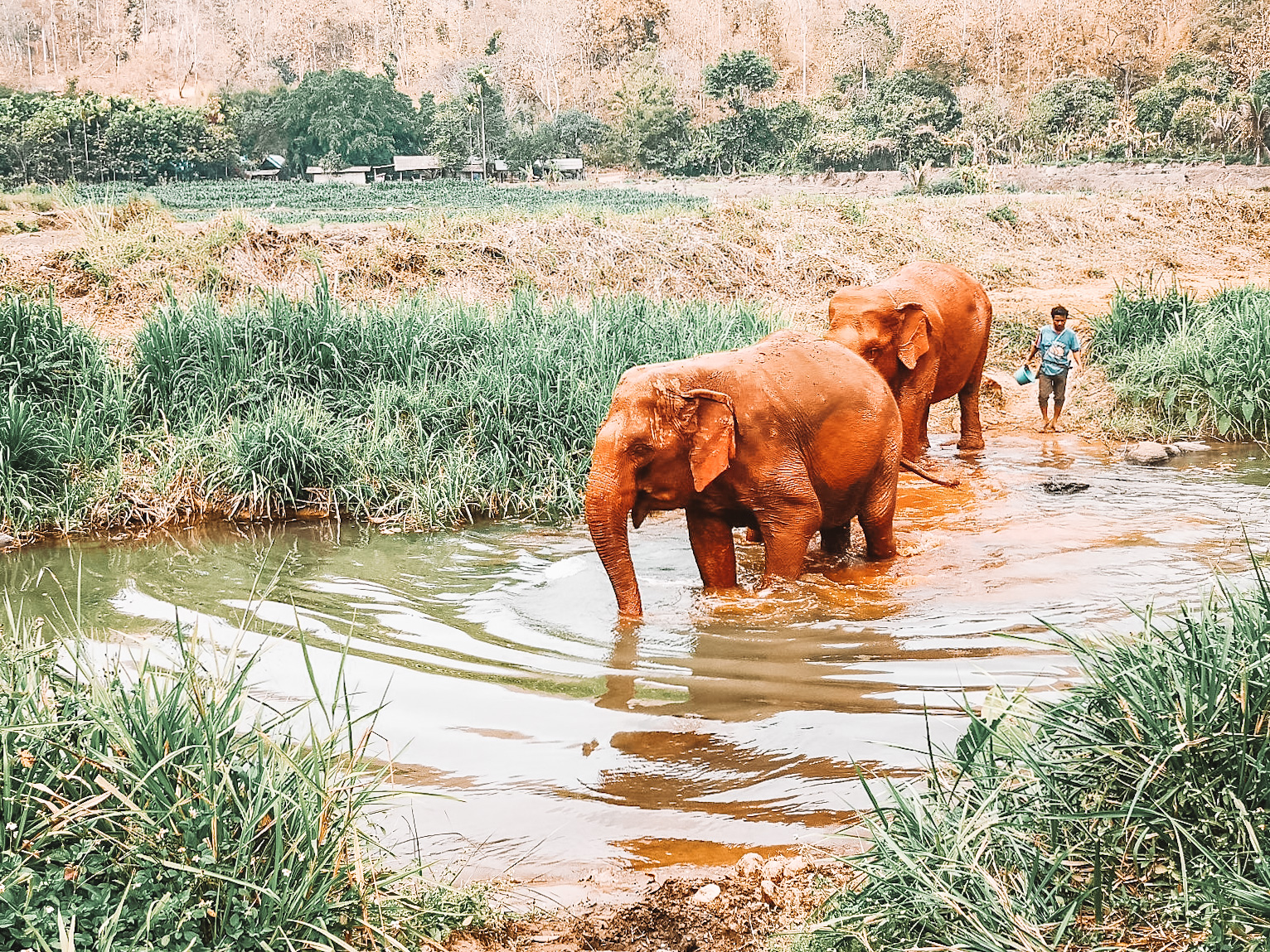 20200220-elephant-nature-park-chiang-mai-thailand-elephant-bathing